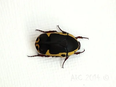 Pachnoda sinuata flaviventris